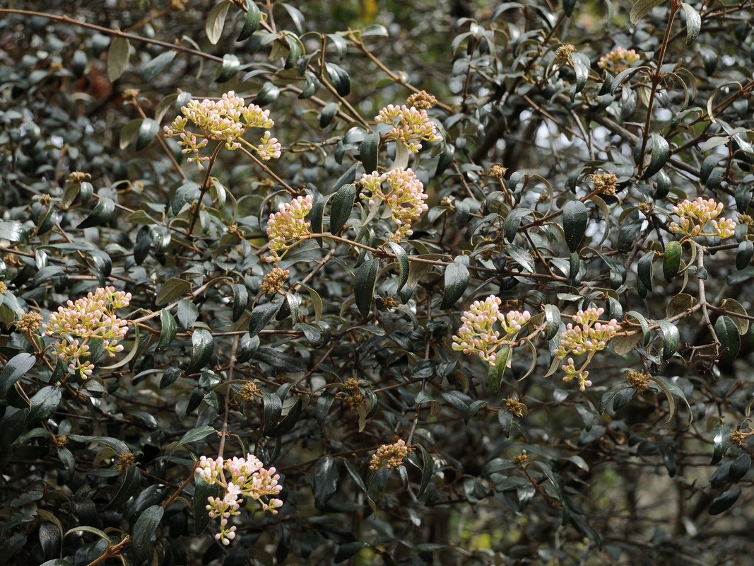 Изображение особи Viburnum utile.