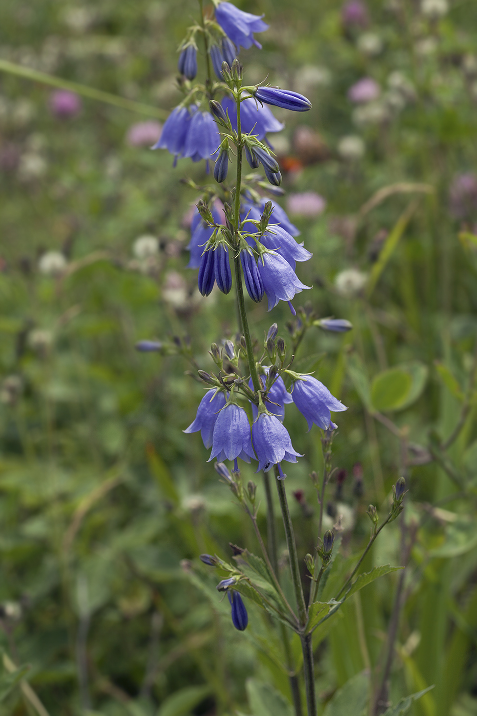 Изображение особи Adenophora triphylla.