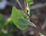 Image of taxon representative. Author is Татьяна Мальчинская