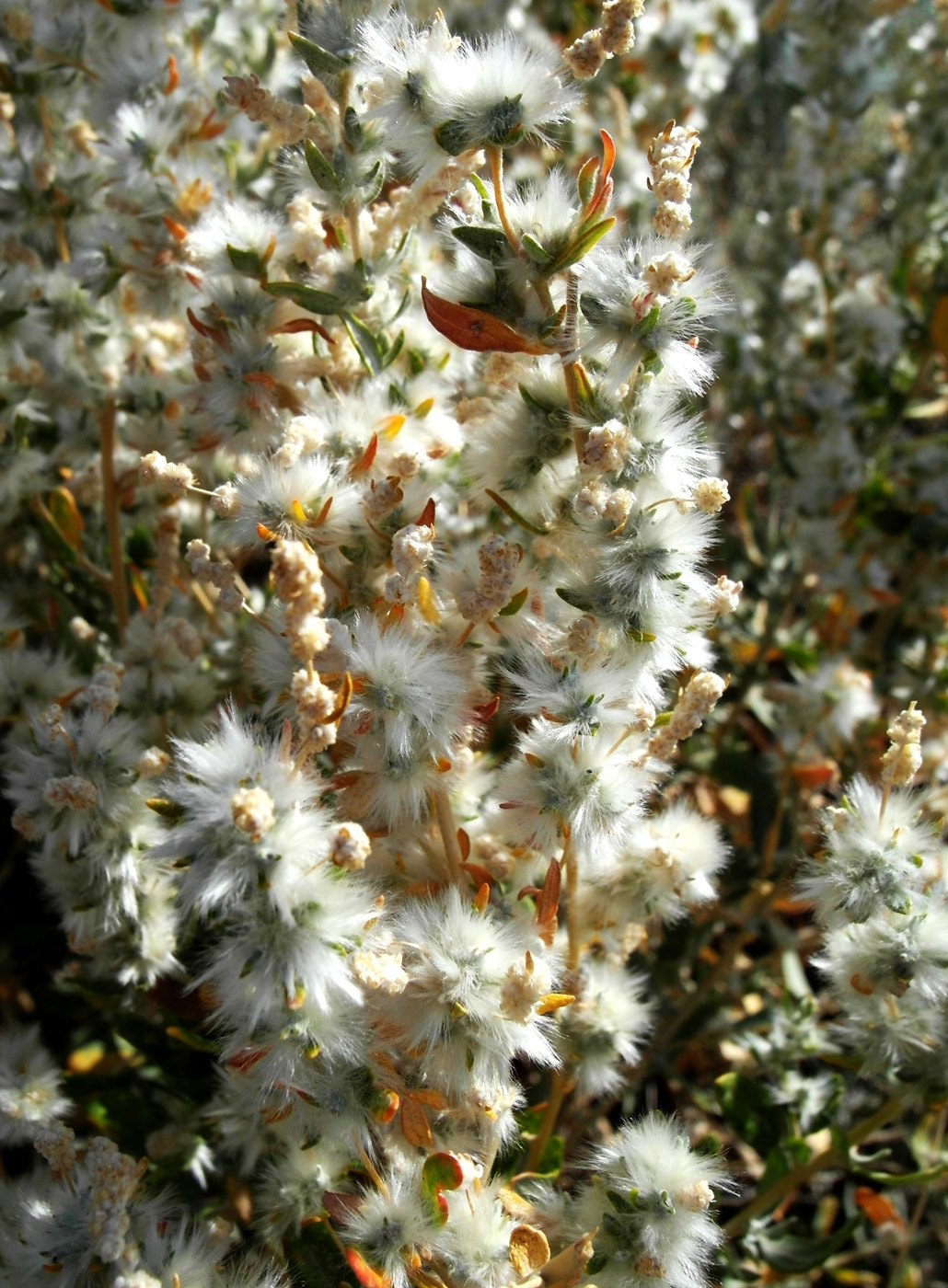 Image of Krascheninnikovia ceratoides specimen.