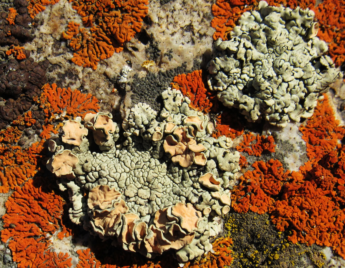 Image of Rhizoplaca chrysoleuca specimen.