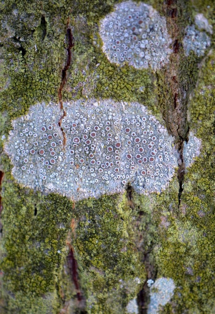 Image of Lecanora chlarotera specimen.