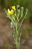 Hieracium umbellatum. Соцветия и бутоны. Карельский перешеек, окр. Сертолово, на просеке газопровода. 20.07.2019.