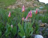 Tulipa berkariensis. Цветущие растения среди валунов по берегу ручья. Казахстан, Туркестанская обл., Толебийский р-н, территория Сайрам-Угамского национального парка; Угамский хр., дол. левого притока р. Сарыайгыр (бас. р. Сайрам-Су), ≈ 2100 м н.у.м. 29.05.2018.