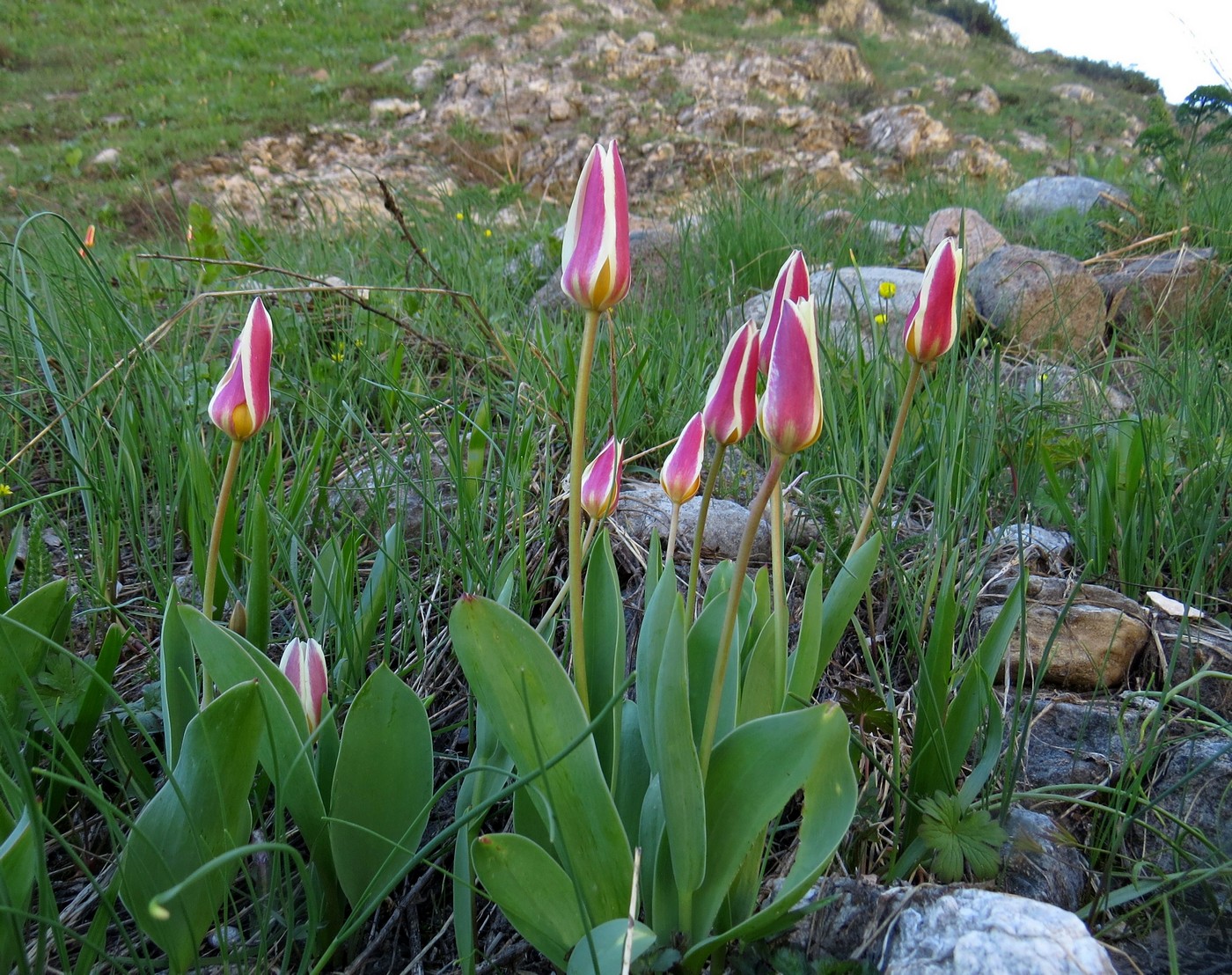 Изображение особи Tulipa berkariensis.