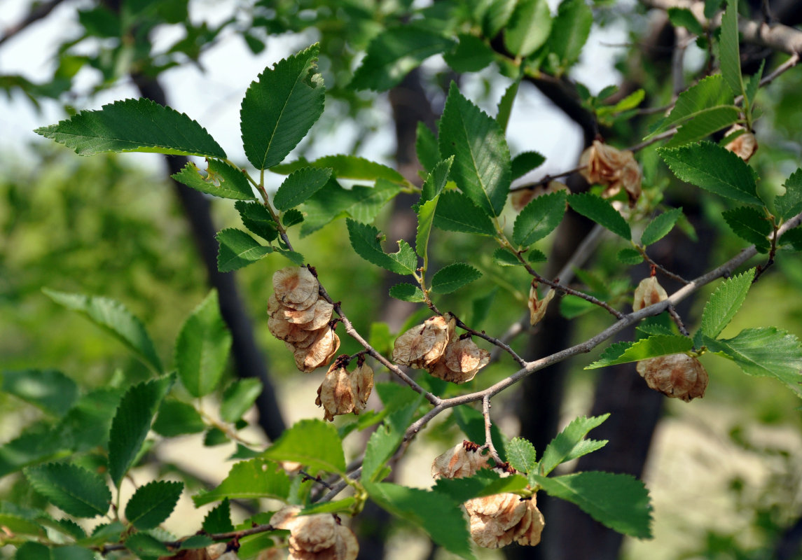 Изображение особи Ulmus minor.