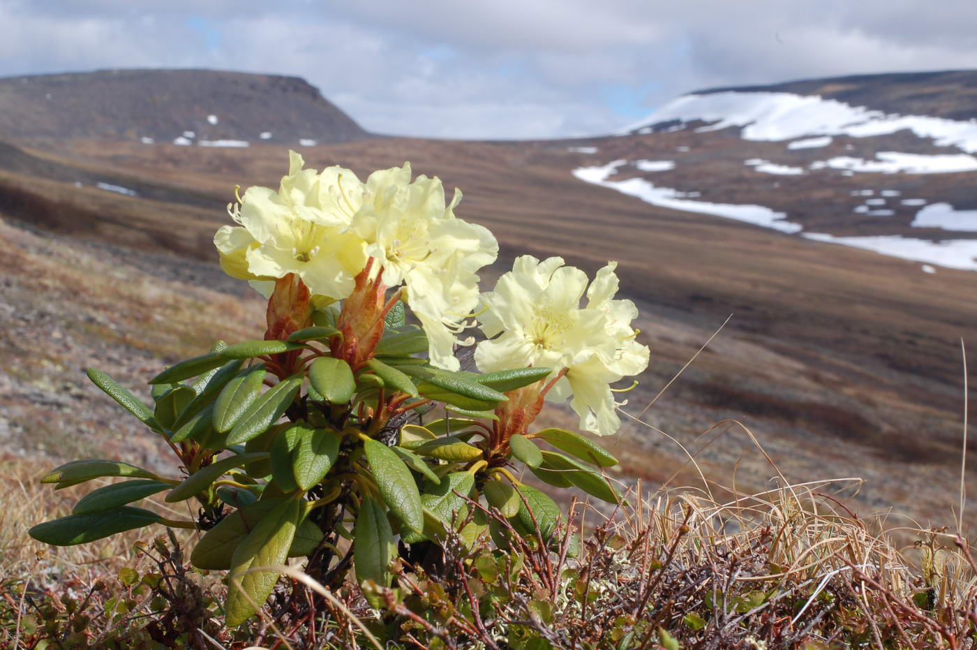 Image of Rhododendron aureum specimen.