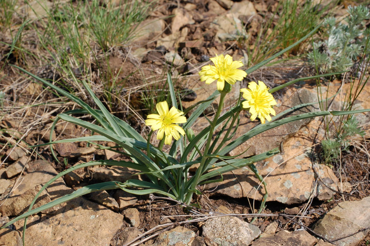 Image of Scorzonera austriaca specimen.