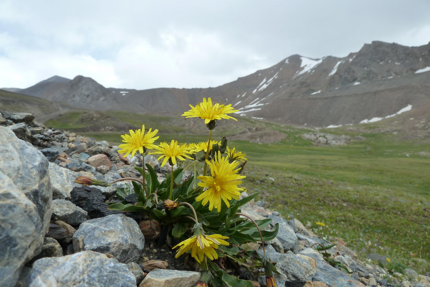 Изображение особи Taraxacum pseudoatratum.