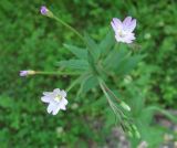 Epilobium montanum. Верхушка цветущего растения. Архангельская обл., Вельский р-н, окр. пос. Усть-Шоноша, у лесной дороги. 6 июля 2010 г.