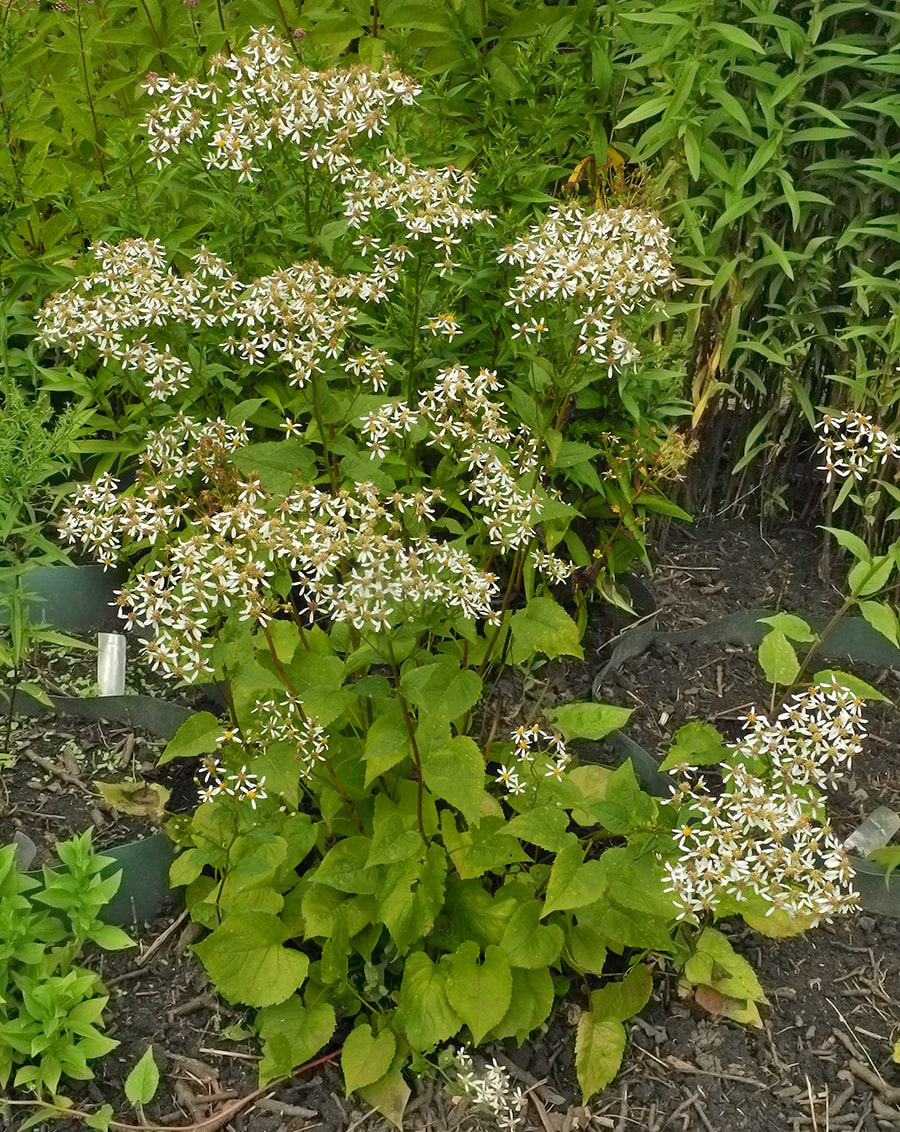 Изображение особи Doellingeria scabra.