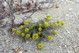 Euphorbia petrophila