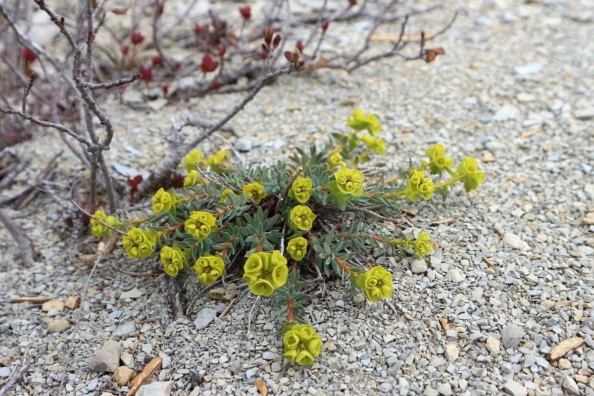Image of Euphorbia petrophila specimen.