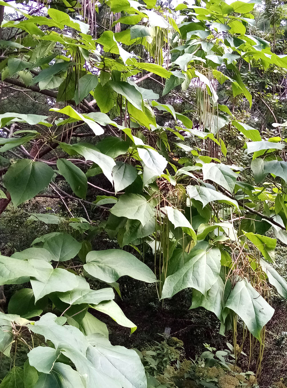 Image of Catalpa ovata specimen.