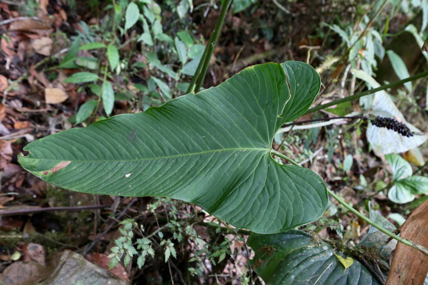 Изображение особи Anthurium oxybelium.