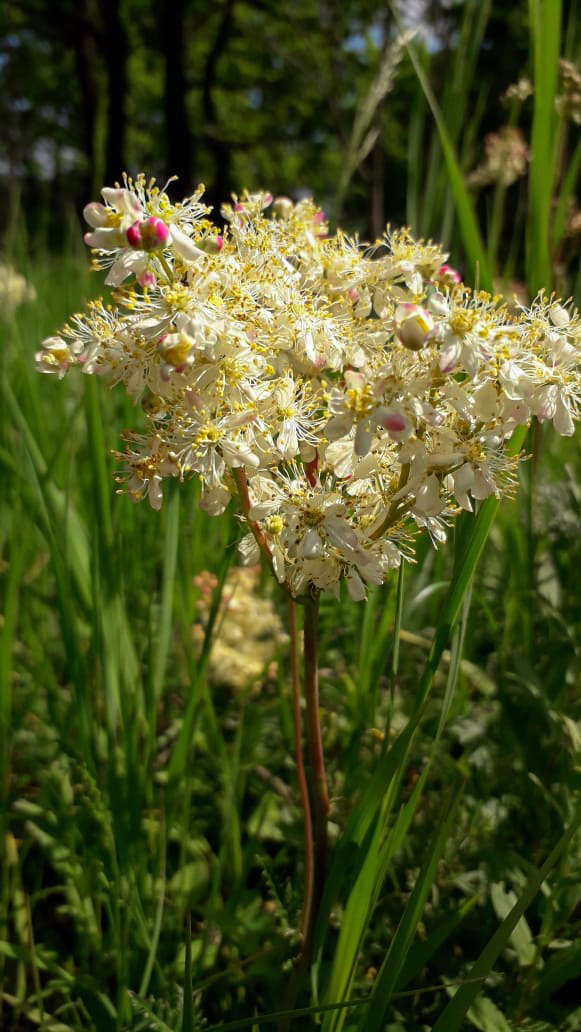 Изображение особи Filipendula vulgaris.