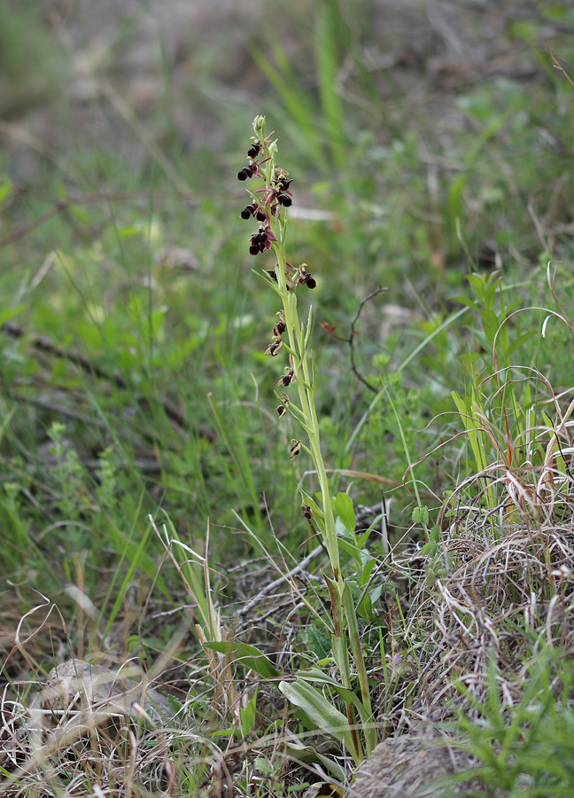 Изображение особи Ophrys &times; aghemanii.