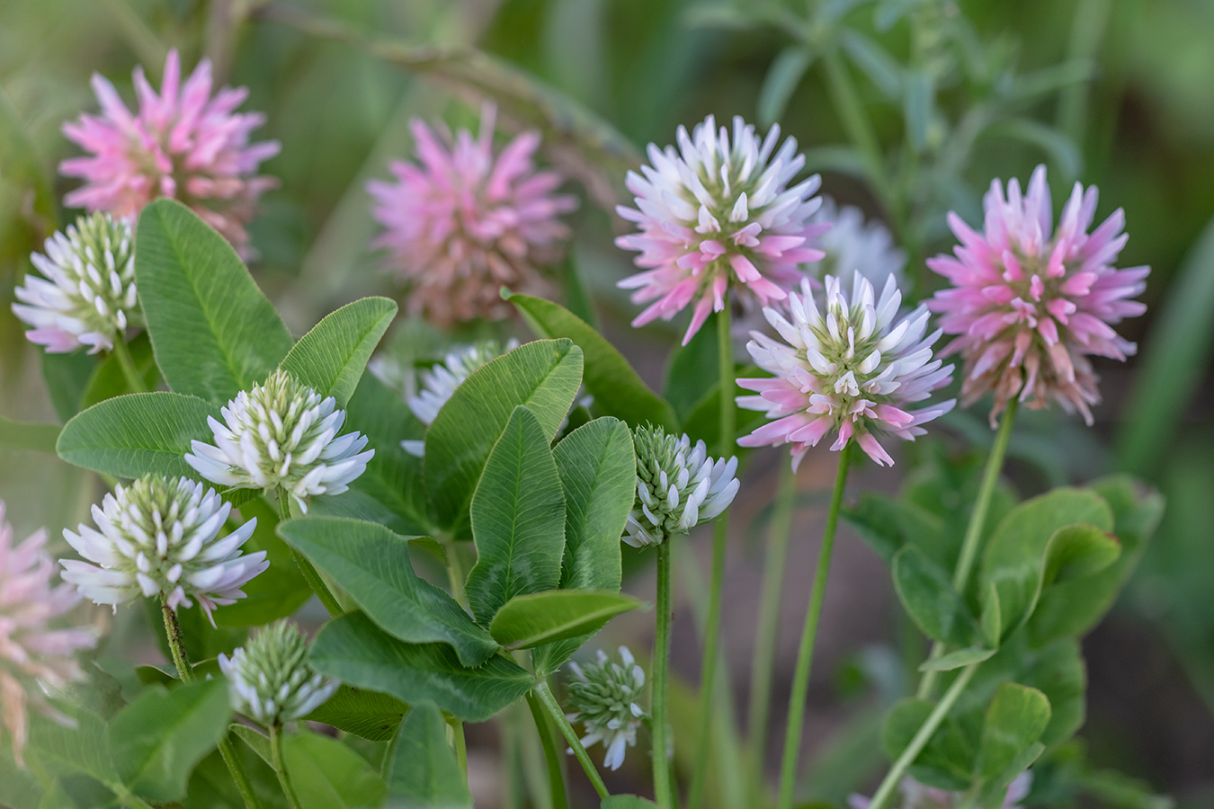 Изображение особи Trifolium ambiguum.