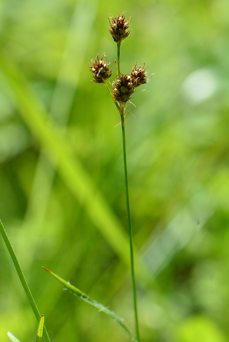 Изображение особи Luzula multiflora.