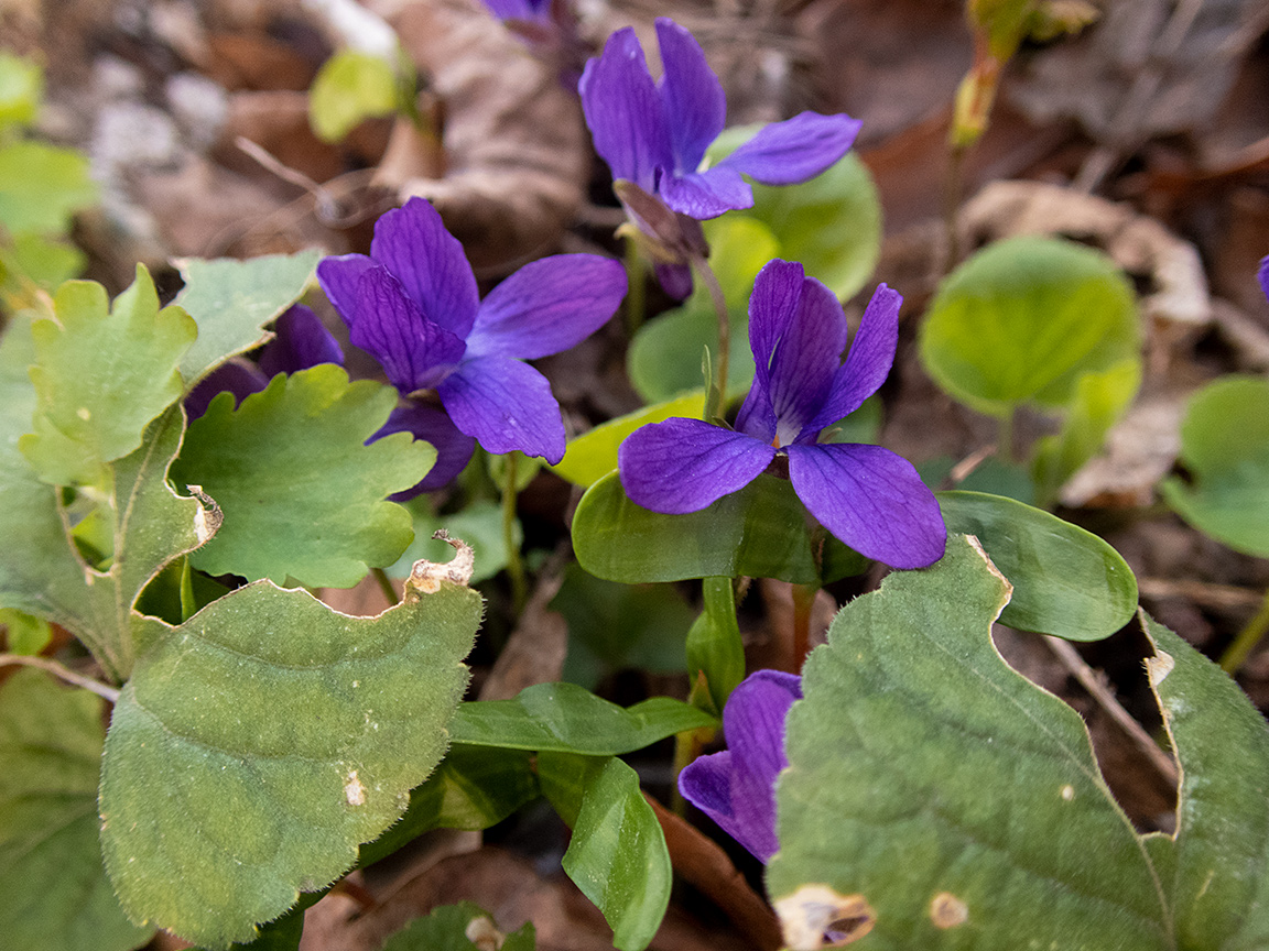 Image of Viola odorata specimen.