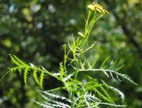 Tanacetum boreale. Верхушка цветущего растения. Республика Алтай, Шебалинский р-н, кустарниковые заросли с высокотравием в долине р. Камлак, 400 м н.у.м. 28.07.2010.