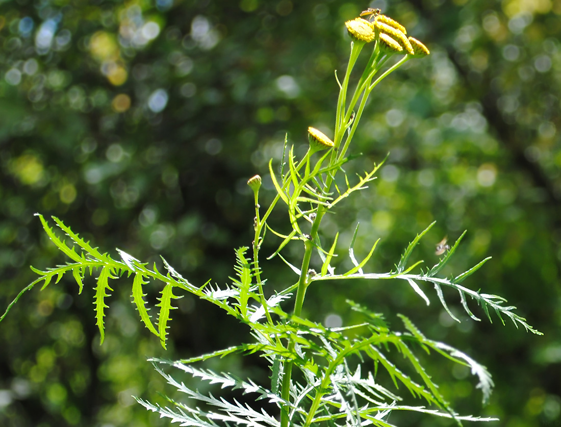 Image of Tanacetum boreale specimen.