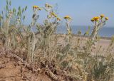 Tanacetum millefolium