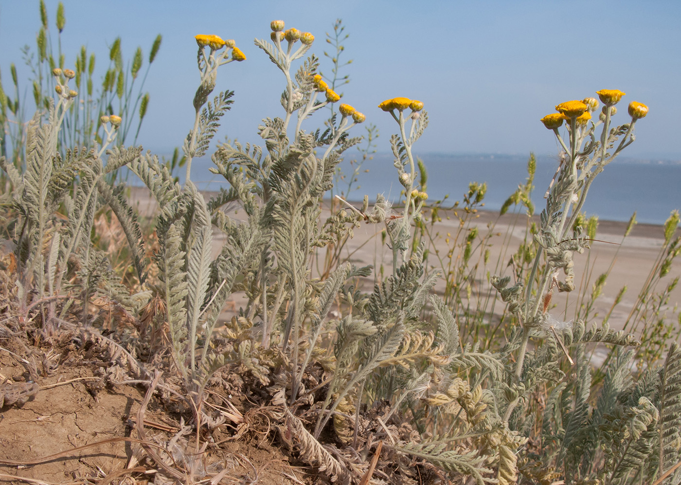 Image of Tanacetum millefolium specimen.