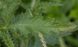 View full-size image Carduus crispus