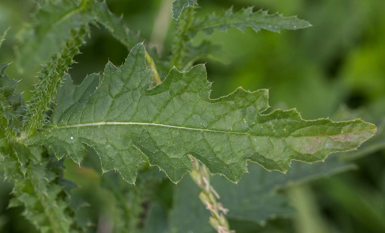 Изображение особи Carduus crispus.