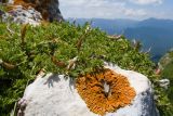 Astragalus levieri. Плодоносящее растение. Краснодарский край, Апшеронский р-н, гора Черногор, платообразная вершина, ≈ 1750 м н.у.м., на скале 27.06.2020.