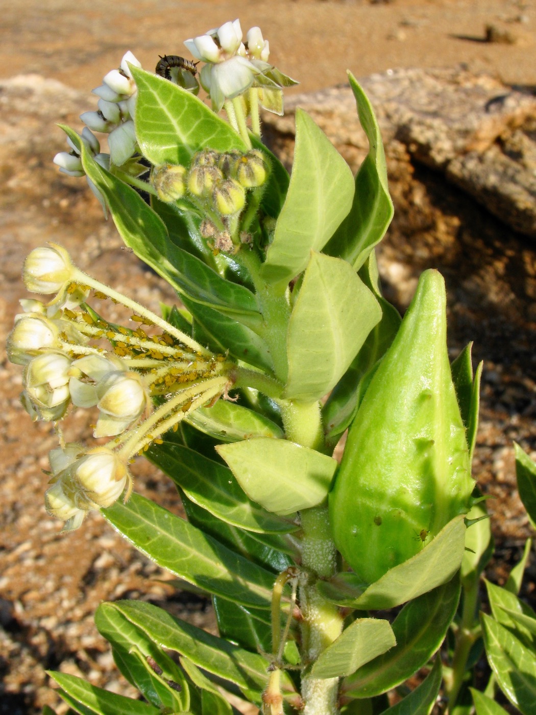 Image of Gomphocarpus cancellatus specimen.