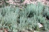 Artemisia rutifolia