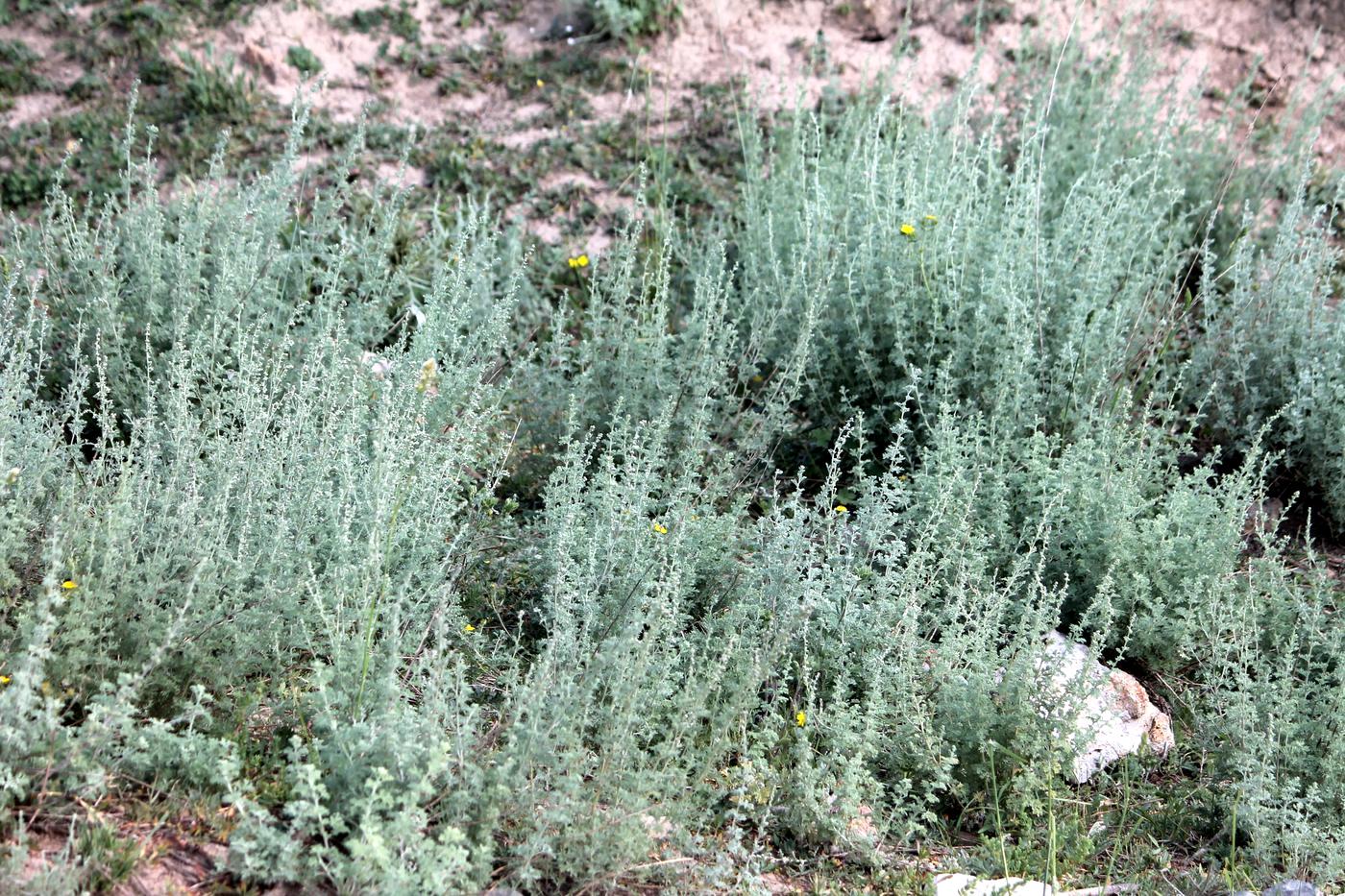 Image of Artemisia rutifolia specimen.