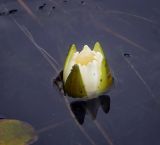 Nymphaea candida