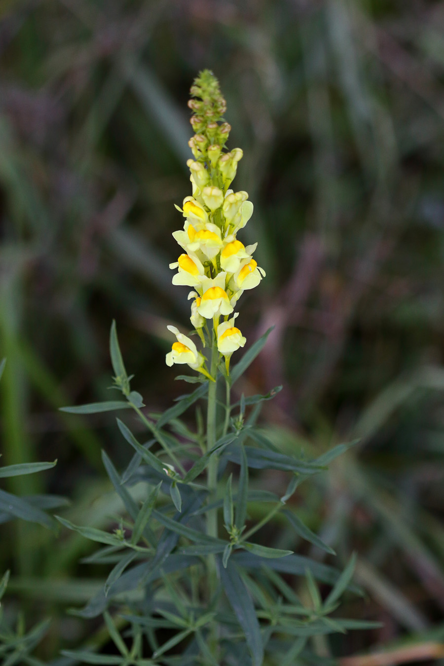 Изображение особи Linaria vulgaris.