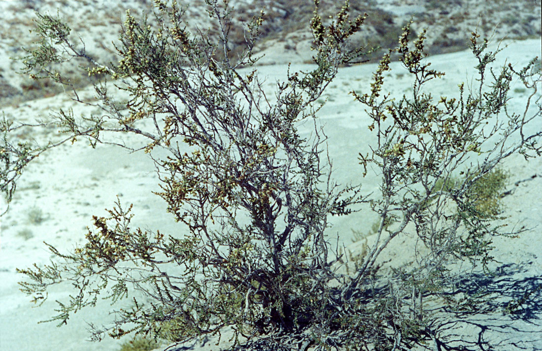 Image of Reaumuria fruticosa specimen.