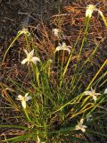 Rhynchospora colorata