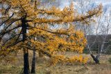 Larix sukaczewii