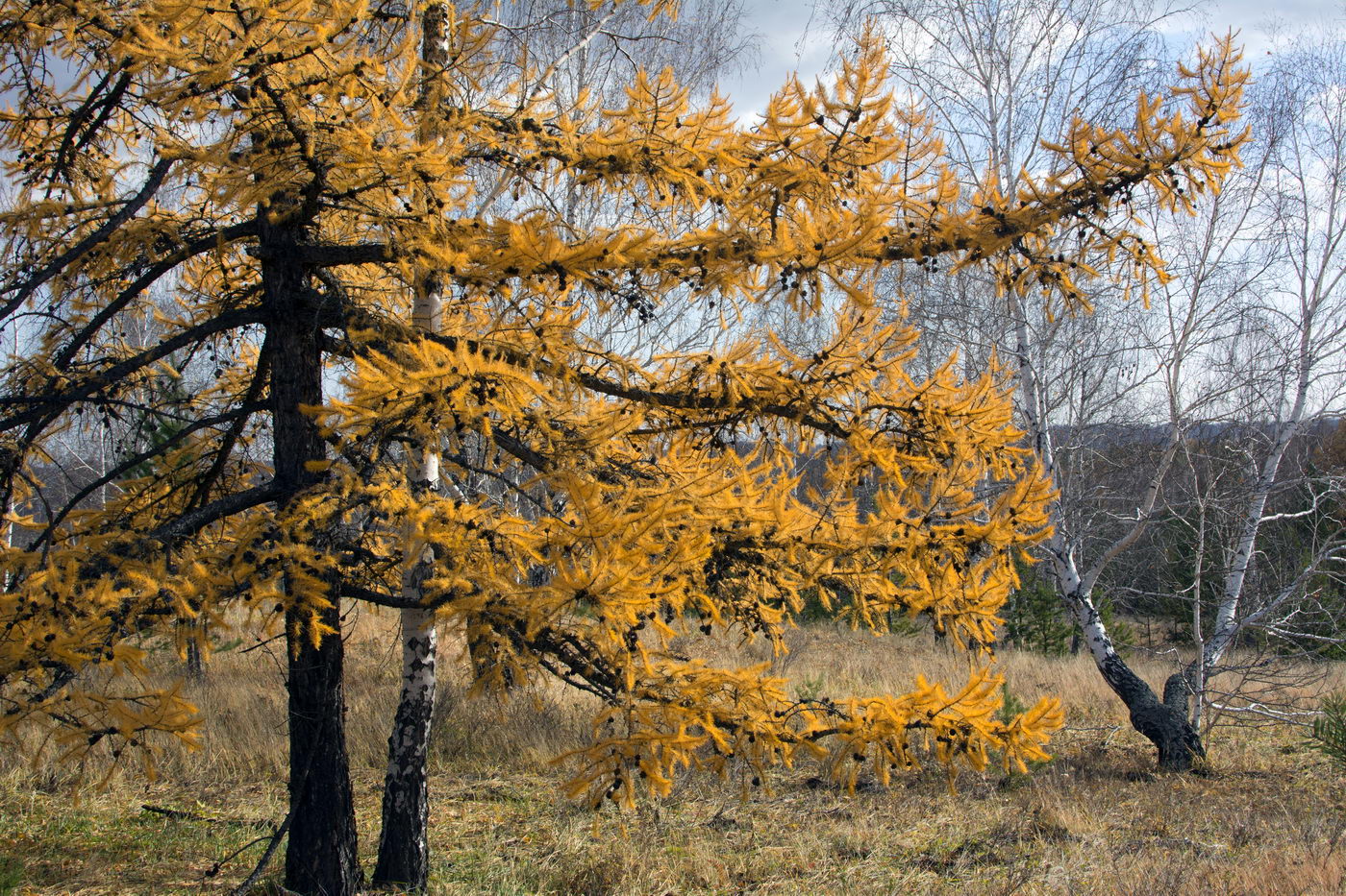 Image of Larix sukaczewii specimen.