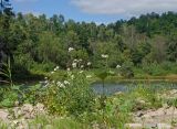 Achillea ptarmica. Цветущее растение. Башкортостан, Гафурийский р-н, Имендяшевский сельсовет, окр. дер. Таш-Асты, долина р. Зилим, устье малого ручья, зарастающий луговой растительностью галечник. 4 сентября 2020 г.