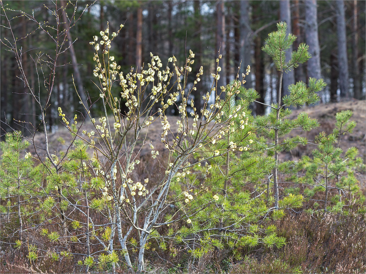 Image of Salix caprea specimen.