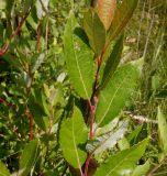 Salix phylicifolia. Верхушки побегов. Тверская обл., Весьегонский р-н, канава между ж.-д. насыпью и сфагновым болотом. 18 июля 2020 г.