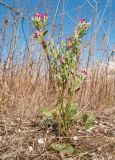 Centaurium erythraea subspecies turcicum. Цветущее растение. Краснодарский край, м/о город-курорт Анапа, окр. станицы Благовещенская, Витязевская коса, закреплённые пески. 05.10.2019.