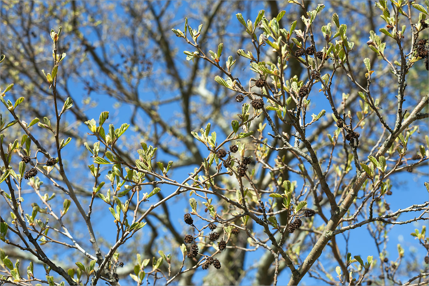 Изображение особи Alnus glutinosa.