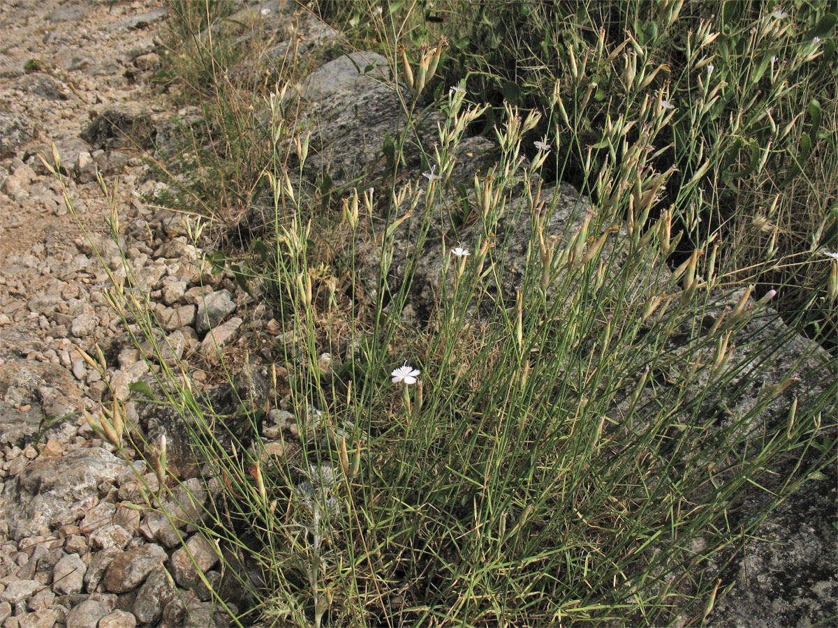 Изображение особи Dianthus ciliatus ssp. dalmaticus.