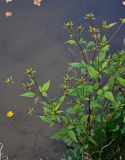 Bidens frondosa