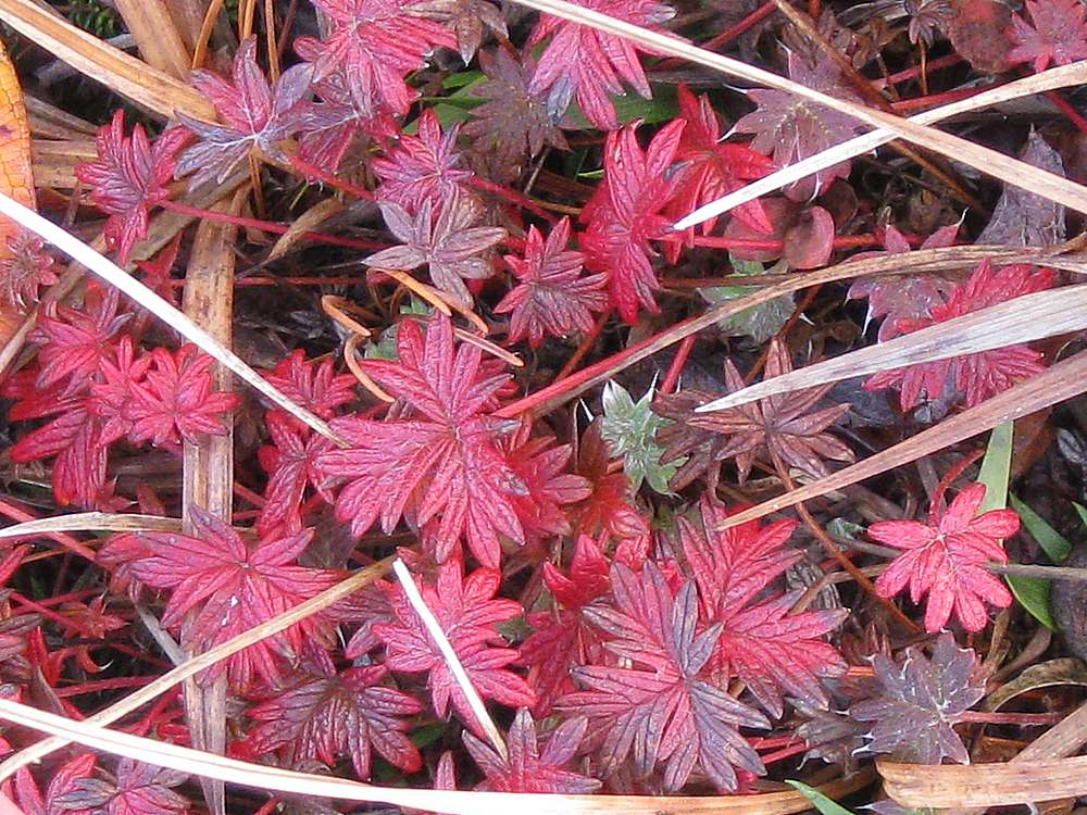 Image of Potentilla vulcanicola specimen.