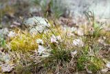 Carex ericetorum