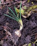 Ornithogalum umbellatum. Вегетирующее растение, извлечённое из земли. Тверская обл., г. Тверь, Заволжский р-н, пос. Киселёво, берег р. Тверца, свалка садового мусора. 8 ноября 2020 г.